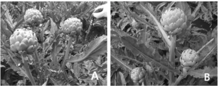 Fig. 1. Lateral side shoots developing on the main stem of arti- arti-choke plant after the head has been removed (A) and not removed (B).