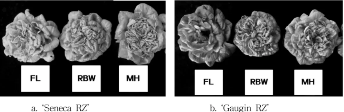 Fig. 4. The relative growth rates (RGR) of two butterhead lettuce grown with different artificial light sources in the plant factory (R1: