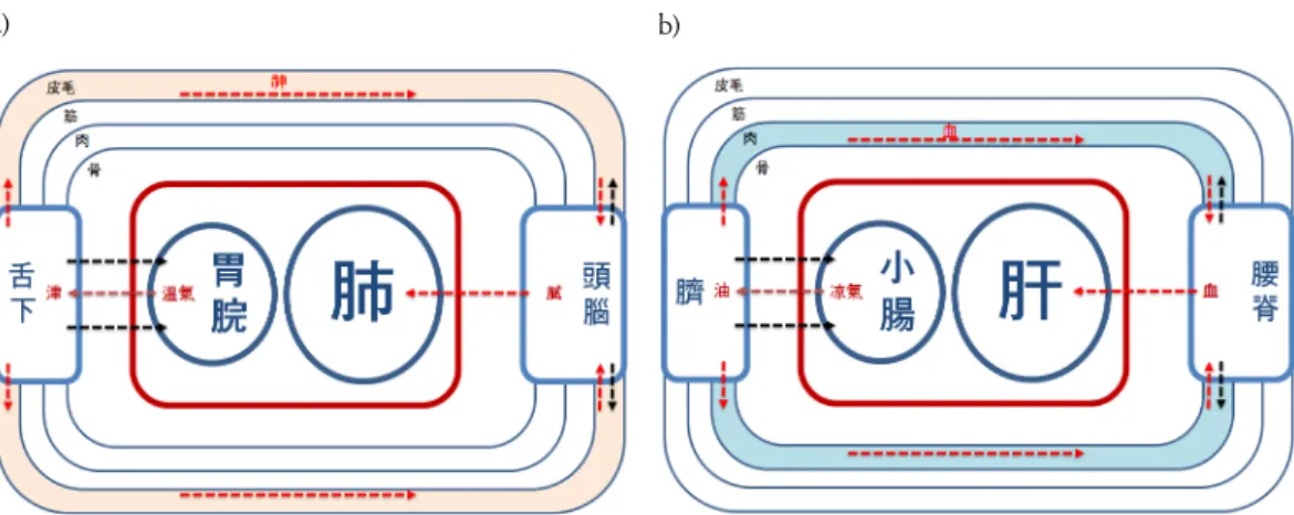 Figure 4. The tract of circulation in the Lung affiliation (a) and the Liver affiliation (b) 1)肺黨과 肝黨의 순환체계우선 위에서 논의한 바의 ｢臟腑論｣구도 하에서 肺黨과 肝黨의 순환체계를 도해하면 <Fig.4>와 같다.胃脘 및 小腸에서 生成된 溫氣와 凉氣는 肺之哀力과 肝之喜力에 의해 津과 油로 化生되어 內裏에서 外表로 이동한다