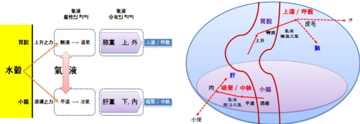 Figure 5. The process of exhaling and dispersing at the esophagus and the process of inhaling and concentrating at the small intestine 로부터 輕淸한 것을 끌어올려 溫氣를 생성시킨다