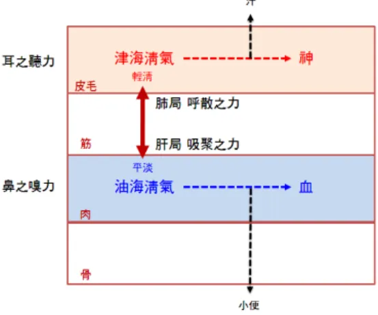 Figure 6. The process of exhaling and dispersing at the skin and the process of inhaling and concentrating at  the flesh 皮毛와 肉 각각에서의 순환 및 대사과정은 耳之聽力과 鼻之嗅力에 의해, 皮毛와 肉 사이의 津海淸 氣와 油海淸氣의 상호 이동 및 전환은 肺之哀力과 肝之喜力에 의해 이루어진다