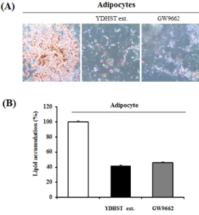 Figure 2. Inhibitory effects of YDHST on lipid accumulation  in 3T3-L1 adipocytes. Cells were induced adipocyte differentiation for 8 days and simultaneously treated with YDHST extract (200㎍/㎖)