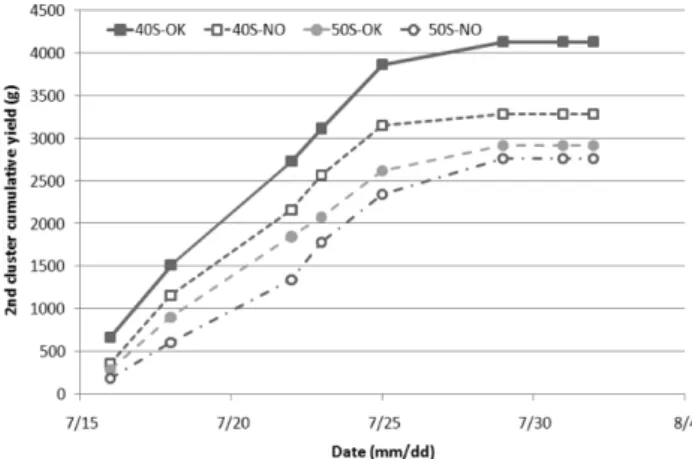 Fig. 4. 2nd cluster cumulative yield (g) of the spacing and plug cell size treatments on the cherry tomato.