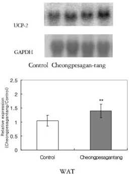 Fig. 7. Effect of Cheongpesagan-tang on the Expression of UCP-2 mRNA in White Adipose Tissue from db/db Mice