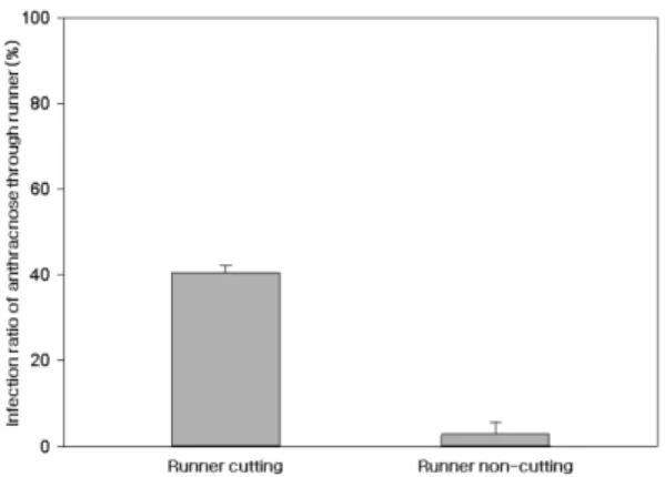 Fig. 2. Infection ratio of anthracnose through runner part of strawberry ‘Seolhyang’. Vertical bars are standard errors of the means (n = 3).