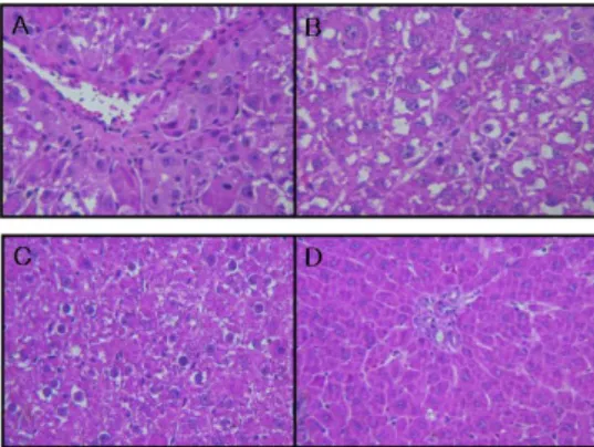 Fig. 15. Histological Analysis of Oxidized Rat Liver.