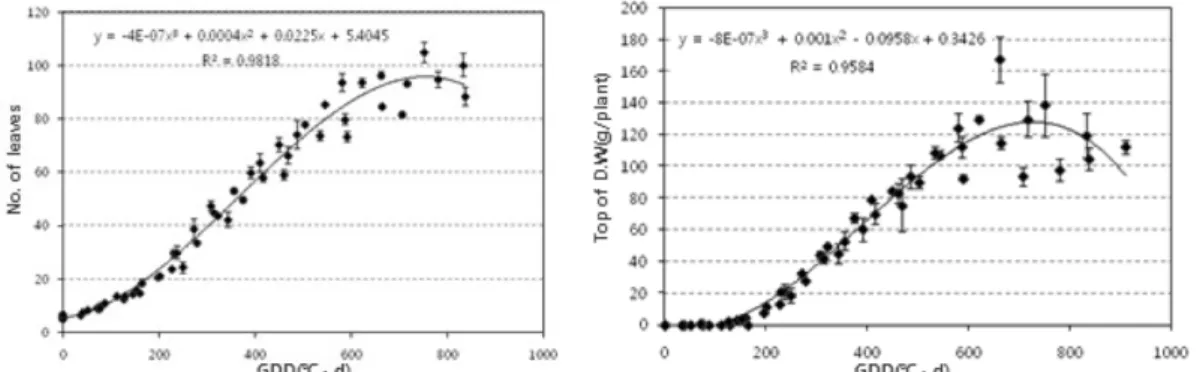 Fig. 2. Changes of number of leaves per plant and top dry weight with respect to growing degree days (GDD) after trans- trans-planting for spring chinese cabbage