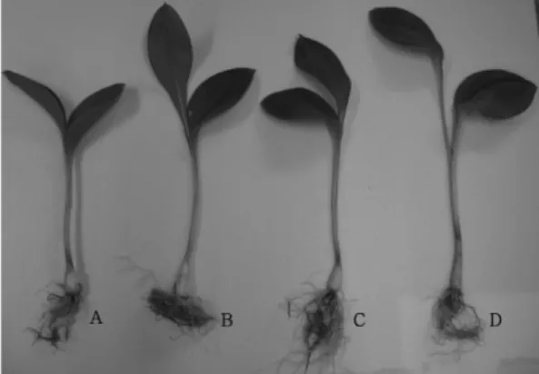 Fig. 3. View of experimental site as affected by different shading treatment.