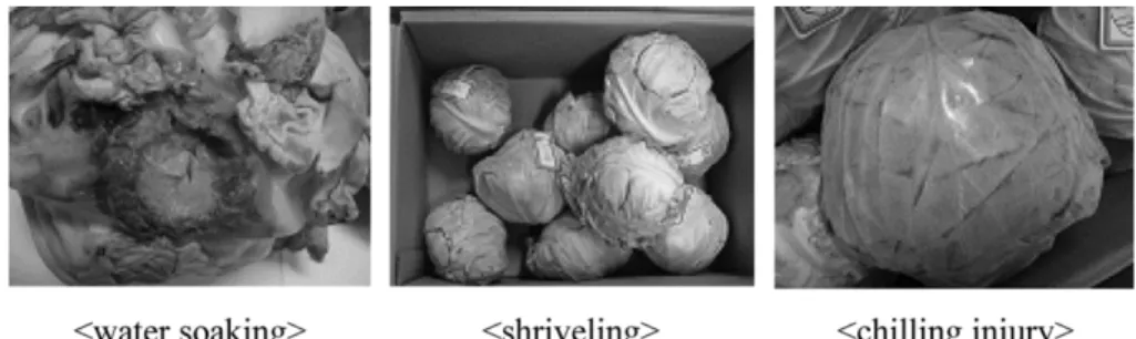 Fig. 2. Physiological disorders of cabbage after 4 days storage at low temperature.