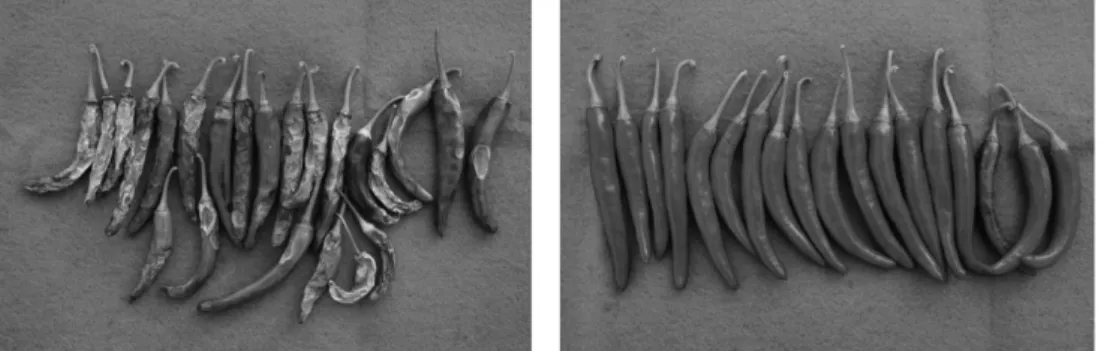 Fig. 6. Labor saving efficacy in pepper growing field by mulching (left-mulching, right-naked).
