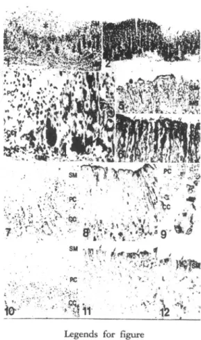 Fig. 1. The morphology of gastric mucosa 상orn G