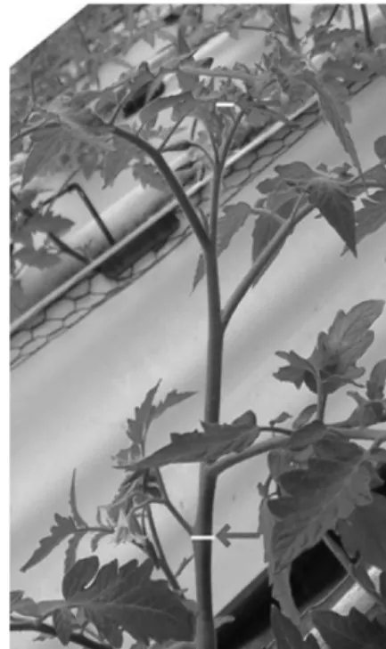 Fig. 1. Method to measure the stem diameter at the upper- upper-most flowering truss. The upper arrow and the lower arrow show the place of growing tip and the uppermost flowering truss.