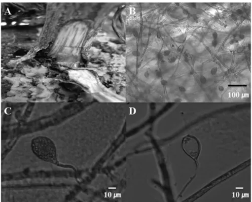 Fig. 1. Symptoms of Phytopthora blight root rot of paprika in nutriculture and features of the causal pathogen, Phytophthora sp