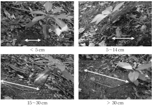 Table 3. Effect of light intensity on the biomass production and distribution of Daphniphyllum macropodm grown under different light intensities.
