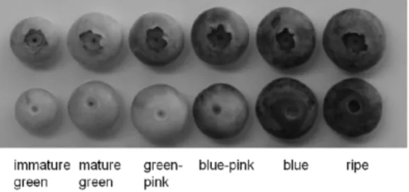 Fig. 1. Changes of skin color during fruit development in