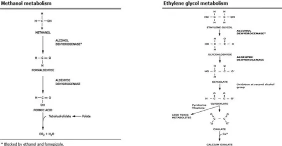 Fig. 3 Methanol과 Ethylene glycol의 대사과정