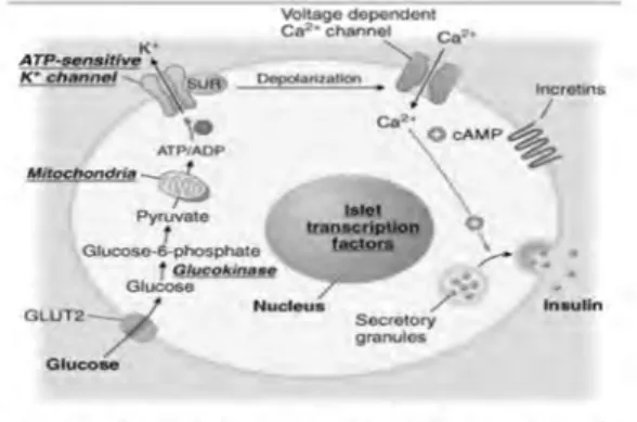 Fig. 2 Insulin Secretion