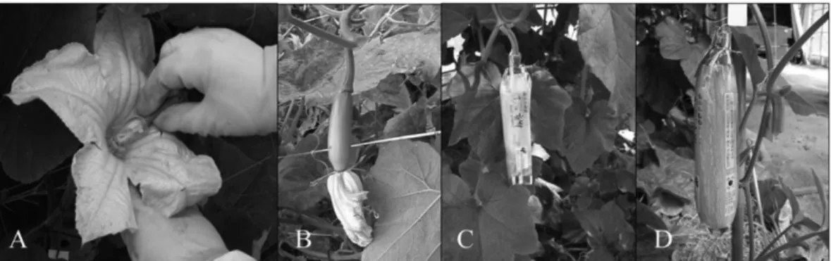 Fig. 1. Process of plastic bagging cultivation: pollination (A), flower elimination (B), bagging (C), and harvesting (D).