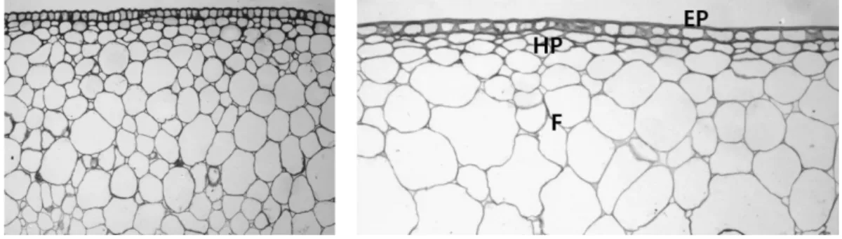 Fig. 3. Micro crackig of matured fruit surface in ‘Sato Nish- Nish-iki’ sweet cherry. Stem end (left) and calyx perpetual trace (right).