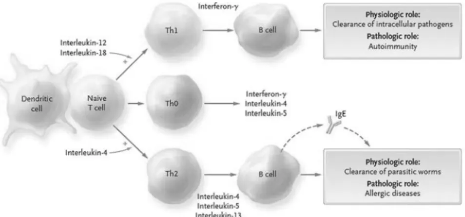 Fig. 1 The Th1-Th2 Paradigm and Its Role in Allergy