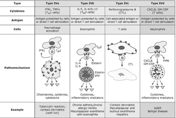 Fig. 2 T cell orchestrated hypersensitivity reactions (Gell and Coombs types IVa-d)