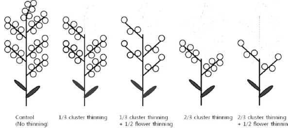 Fig. 1. Diagram showing method of achieving control, 1/3 cluster thinning, 1/3 cluster thinning + 1/2 flower thinning, 2/3 cluster thinning, and 2/3 cluster thinning + 1/2 flower thinning of cluster and/or flower of ‘Jersey’ blueberry.