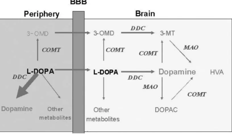 Fig. 2 Levodopa metabolism