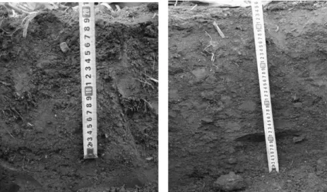 Fig. 1. Depth to soil-pen layer in soil treated by different depth of tillage for watermelon cultivation