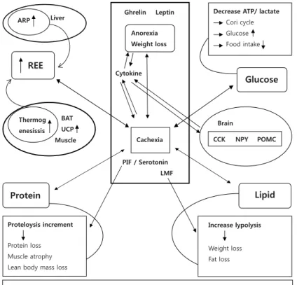 Fig 1. Multiple factors associated with cancer cachexia