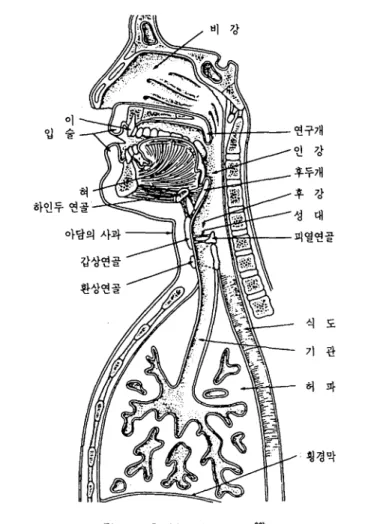 Figure 6. Vocal organs20)