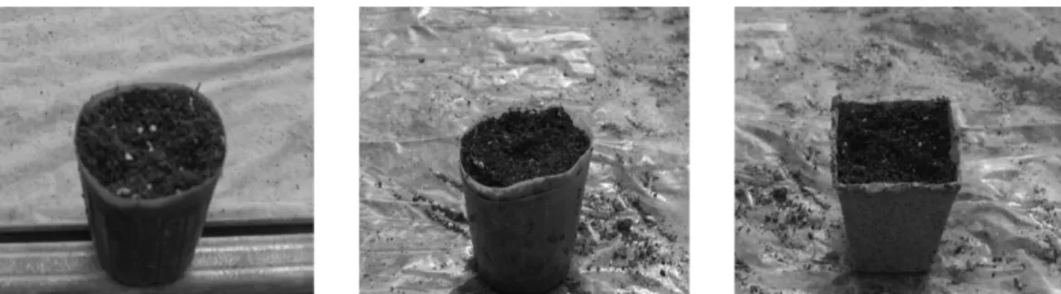 Fig. 1.  Kind of seedling pots used in this study. Left, single plastic pot; center, double plastic pot made by putting one other single plastic pot without the bottom in single plastic pot; right, peat pot.
