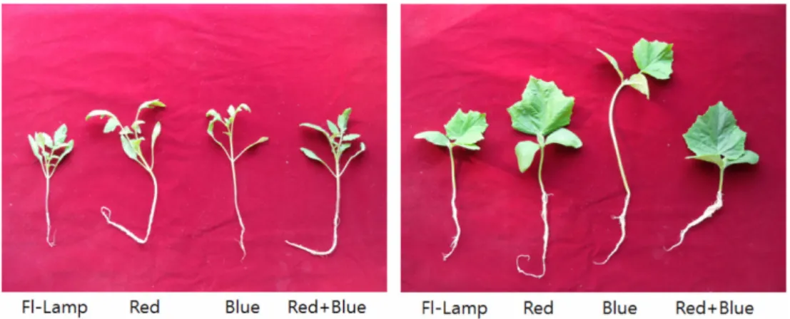 Fig. 2.  Growth characteristics of tomato and cucumber seedlings under different light sources in closed nursery system.