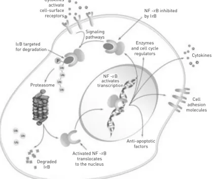 Fig. 2 The activation of NF-κ B pathway