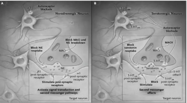 Fig. 1 Targets of antidepressant action on noradrenergic and serotonergic neurons 5)