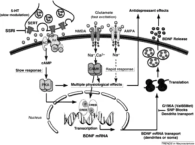 Table 1. Tertiary and secondary amine tricyclic antidepressants