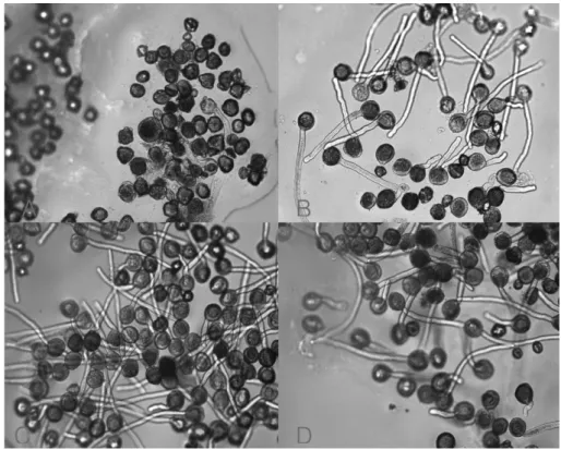 Fig. 1.  Figures of some representative pollen germination in the aneuploid progenies