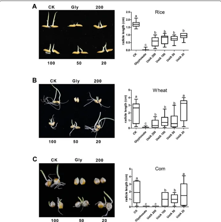 Fig. 8 Inhibitory activity of UstA on the radicle and germ elongation of the seeds of three different grains