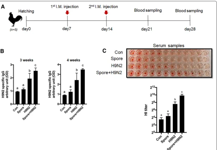 Figure 1  Antigen‑specific IgG response and HI titre in chickens with intramuscular administration of inactivated H9N2 and/or B