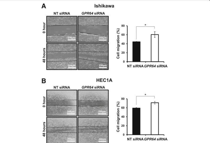 Fig. 3 Ability of cell migration associated with GPR64 expression in endometrial cancer