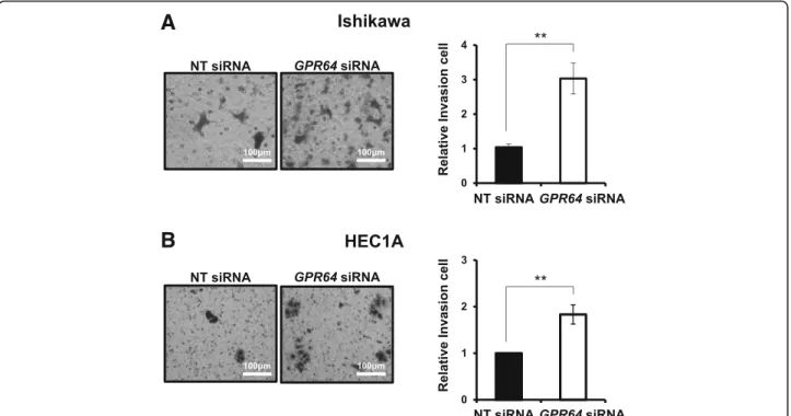 Fig. 4 An increase of cell invasion by GPR64 loss in endometrial cancer cells. Representative result of transwell invasion assays of Ishikawa (a) and HEC1A (b) cells transfected with NT siRNA or GPR64 siRNA