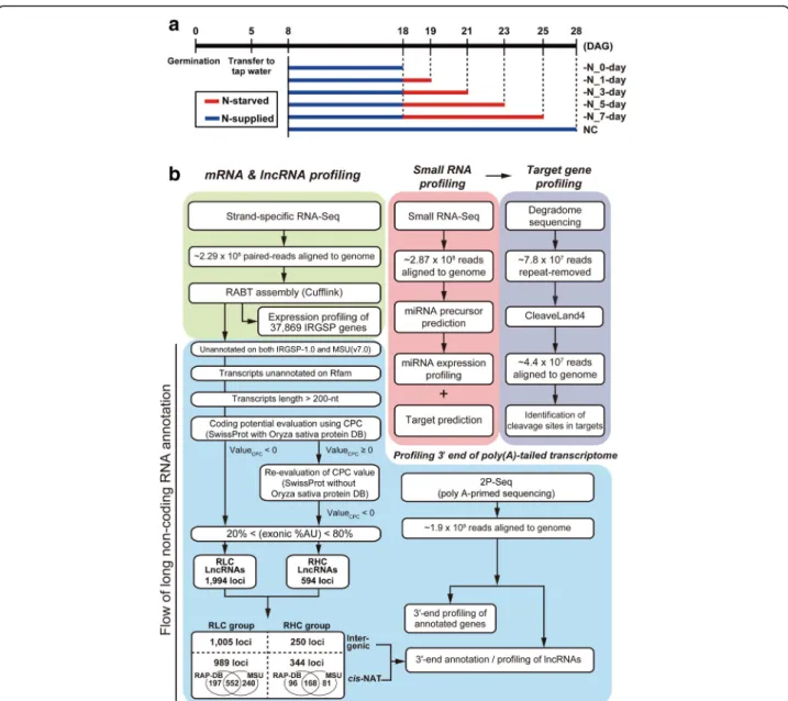 Fig. 1 Sample preparation and omics analysis pipeline for nitrogen (N)-starved rice. a Experimental scheme for N-starved (-N) rice sample preparation