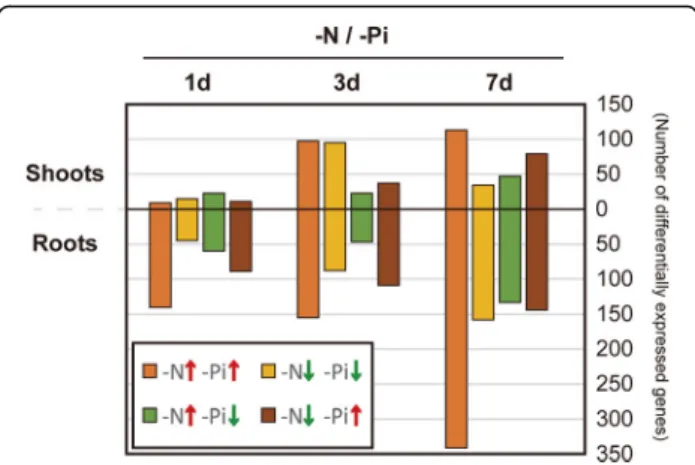 Fig. 3 Genes regulated by both nitrogen (N) and phosphate (Pi) starvation in rice. Numbers of genes up −/down-regulated > 2-fold in 1 day, 3 day, and 7 day samples of N-starved (-N) and Pi-starved (-Pi) rice shoots and roots