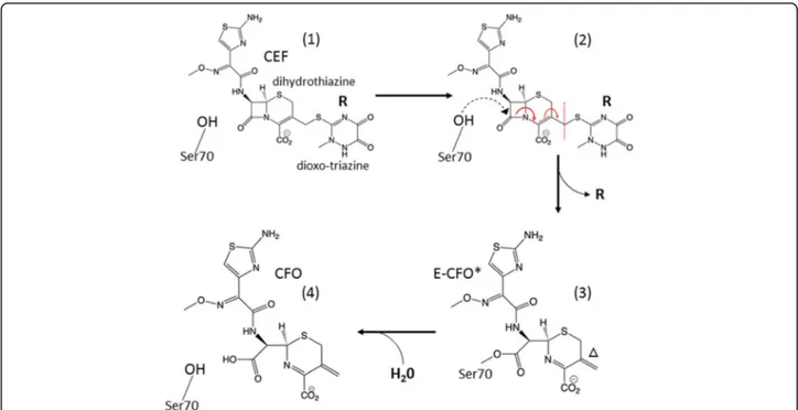 Fig. 1 Reaction of β-lactamase with ceftriaxone (CEF). (1) Formation of the enzyme substrate complex by non-covalently binding CEF