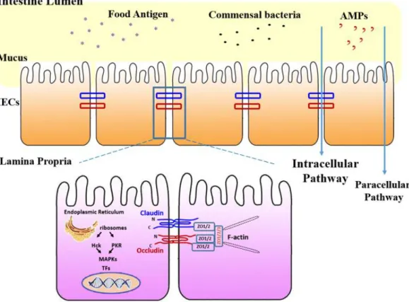 Figure 3. Schematic representation of intestinal epithelial barrier structure and the  major tight junction proteins