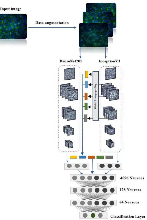 Figure 5. Illustration of the proposed ensemble network with a two-path CNNs of  DenSeNet201 and InceptionV3