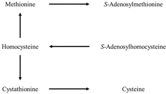 Figure  6.  Metabolic  pathways  of  sulfur  amino  acids.  (Chung,  2018)