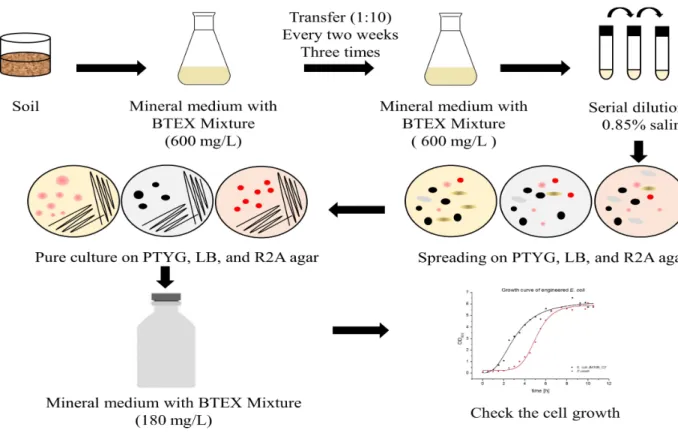 Figure 3. Isolation of BTEX-degrading bacteria.