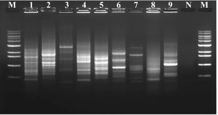 Figure 4. Colony REP-PCR band patterns of isolates. Lanes: 1, ML15P13; 2, AL16L09; 3, SJ03; 4, AL16P05; 5, SJ18; 6, AK03; 7, SJ02; 8,  SJ11; 9, SJ31; M, Maker; N, Negative control.