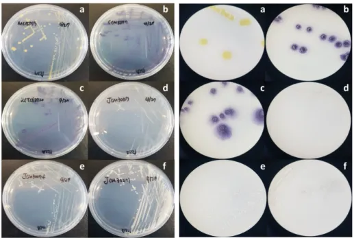 Figure  6.  Colony  morphology  and  stereo  microscope  (10X)  results  after  3  days incubation at 20 ℃