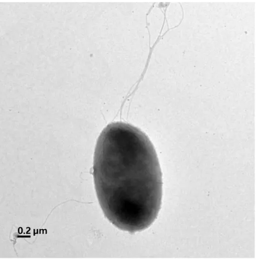 Figure  7.  Transmission  electron  micrograph  of  a  3-day-old  culture  of  strain  ML15P13 T   after  negative  staining  with  0.5%  uranyl  acetate